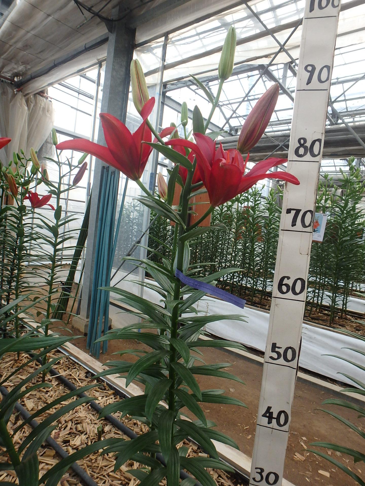バルドイーグル（花粉無し）